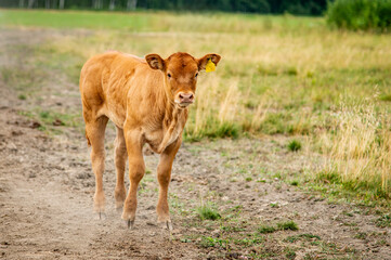 Red limousin beef cattle walking on summer day, cows and calves. Meadow. Forest in background. Suckling herd