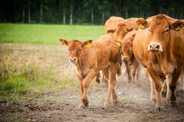 Red limousin beef cattle walking on summer day, cows and calves. Meadow. Forest in background. Suckling herd