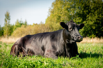 black angus cow lying down on a meadow
