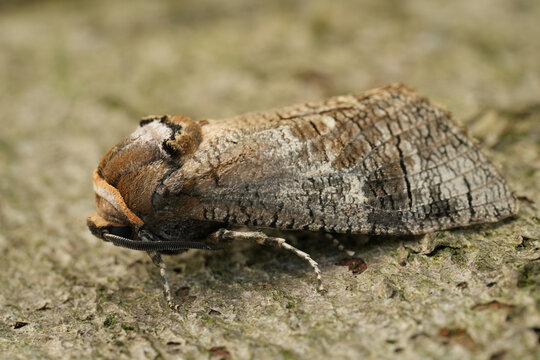 Closeup on the large European Goat moth, Cossus cossus apecies pest of broad-leafed trees