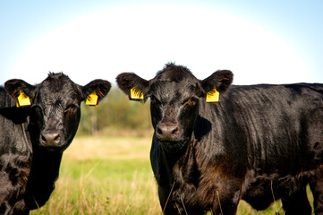 Two black angus heifers looking to camera