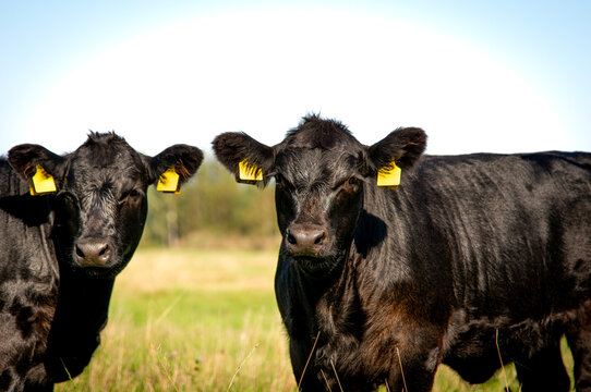 Two black angus heifers looking to camera