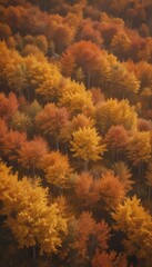 Aerial view forest with trees displaying a vibrant autumnal color palette of orange, yellow, and red