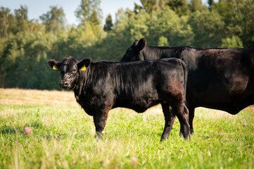 Black angus cows and calves on grassland