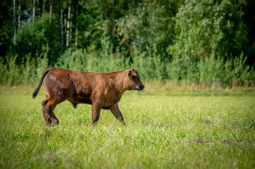 Young black angus calf walking on meadow on sunny summer day