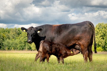 Black angus cow suckling nursing a calf in meadow on sunny summer day © Mariliis