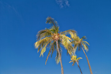 Coconut Palm Trees Under Autumn Blue Sky in Waikiki, Hawaii.