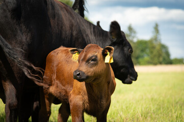 Black angus cows and calves on grassland