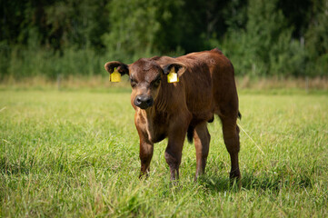Black angus heifer calf on sunny day standing on meadow