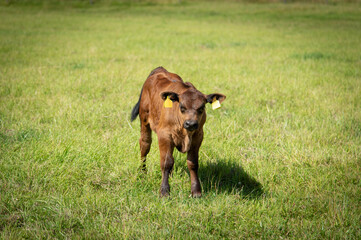 Black angus heifer calf on sunny day standing on meadow