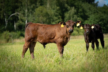 Black angus heifer calf on sunny day standing on meadow