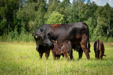 Black angus cows and calves on grassland