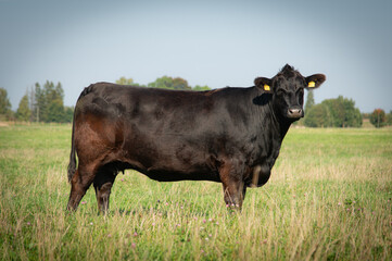 Black angus cow standing on meadow