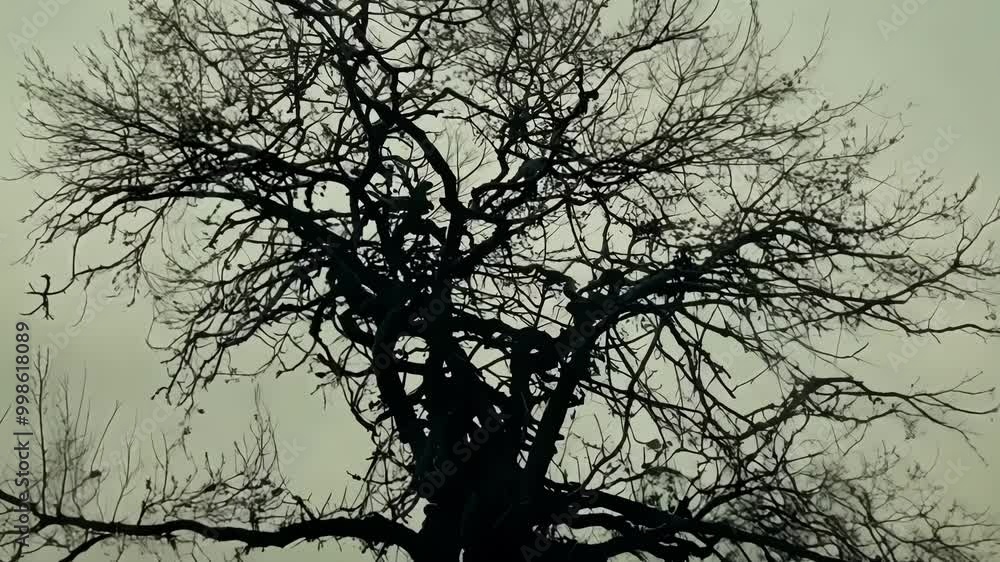 Poster Lone, bare tree is silhouetted against a foggy, gray sky, creating an eerie and desolate atmosphere. The ground is dark and barren, adding to the overall sense of gloom and despair