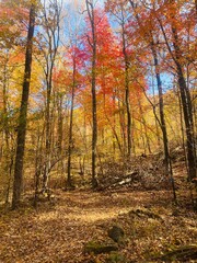 autumn in the forest