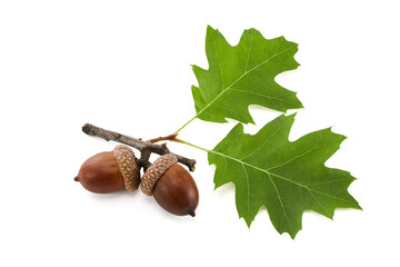 Two green oak leaves with acorns on a white background