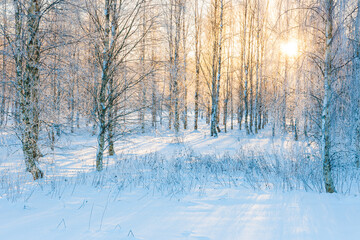 Sunlight filters through a tranquil snow-covered forest in Sweden, creating a serene winter...