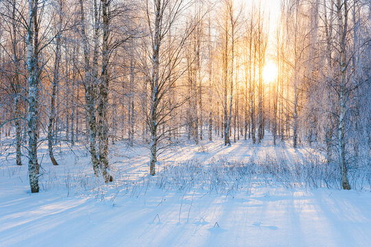 Sunlight illuminating a snow-covered forest in Sweden creates a serene winter landscape during the early morning