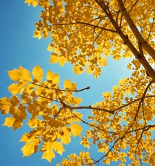 A tree with yellow leaves against a clear blue sky