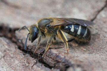 Closeup on a large female North-American furrow bee, Lasioglossum cf. titusi sitting on wood, Coquille, Oregon
