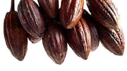 Cocoa Fruit Cluster: A cluster of cocoa fruits hangs gracefully, each one displaying its distinctive ridges and contours. The white isolation emphasizes their natural beauty, making this photo 