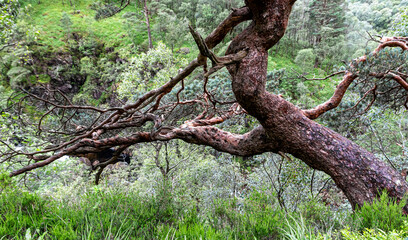 Obraz premium Scenery in Glen nevis scotland