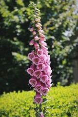 Foxglove Flower © Kira