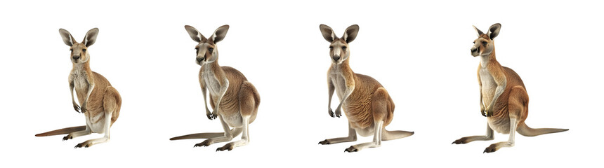 Fototapeta premium red kangaroo collection on transparent background