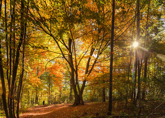 Wanderweg im Wald im goldenen Herbst © USeePhoto