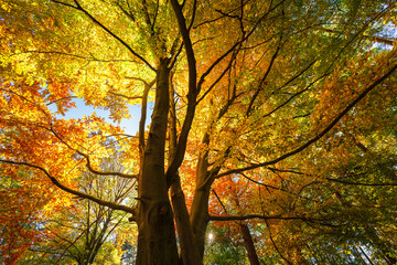 Buche im goldenen Herbst im Wald