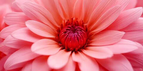 Obraz premium A close-up pink flower with a red center, showcasing its intricate petals and vibrant center