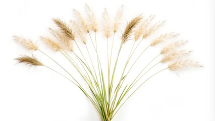 Fototapeta premium wheat isolated on white