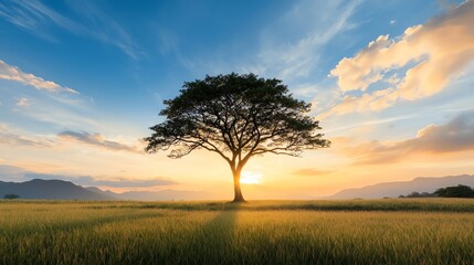 Fototapeta premium Silhouette of a lone tree against a vibrant sunset sky, with a field of golden grass in the foreground.