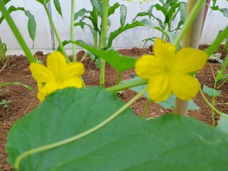 Close-up yellow flowers on a cucumber plant. Bright and beautiful yellow flowers of lemon cucumber...