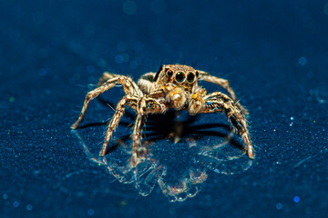 Spider macro