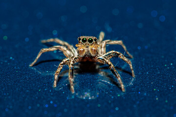 Spider macro