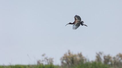 A White Faced Ibis glides through the summer air above the marshes of the Bear River Migratory Bird refuge in Brigham City, Utah, USA.