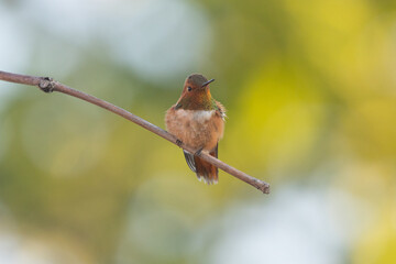 A male Rufous hummingbird puffs out his feathers while warning other hummers away from his territory. His gorget glows with iridescent red orange and green while his body is a more muted rusty red.