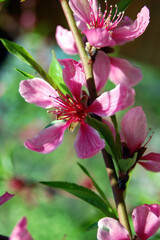 Obraz premium a pink flower Prunus tenella