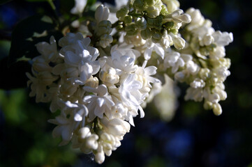 a close up of a white lilac