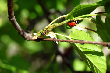 ladybug running away from ant on branch