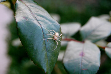 a spider on a green leaf