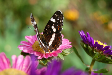 a butterfly is on a purple flower aster