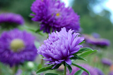 a purple flower aster