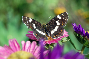 a butterfly is on a purple flower aster