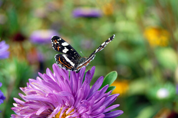 a butterfly is on a purple flower aster