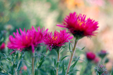 Obraz premium a pink flower with the yellow center