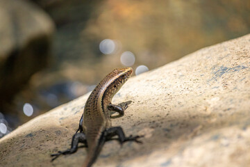 Small brown lizard on a rock.