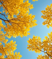 Fototapeta premium A vibrant autumn scene with yellow leaves against a clear blue sky, captured from a low angle