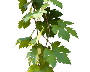 Grape leaves isolated on empty background
